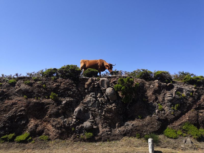 Krowy na Maderze